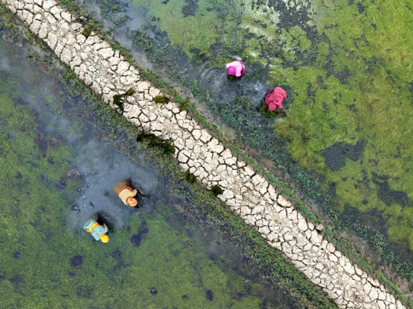Women of the Soil: Collecting Shells for Livelihood thumbnail