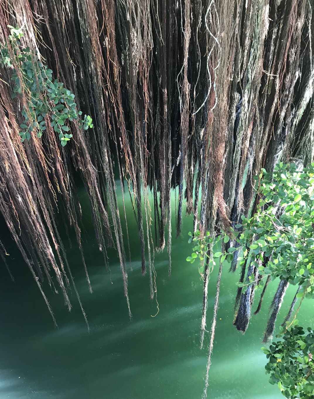 Banyan Tree in Hilo Smithsonian Photo Contest Smithsonian Magazine