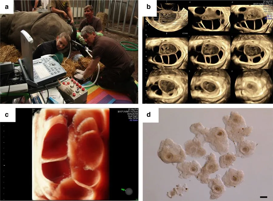 With Hybrid Embryo, Scientists Are One Step Closer to Saving the Northern White Rhino