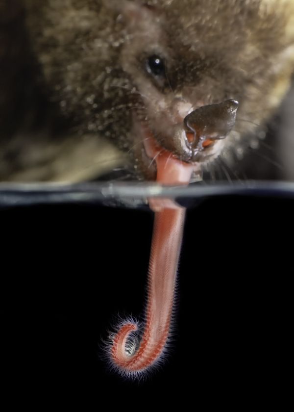 The flight of the Bat: big tongue thumbnail