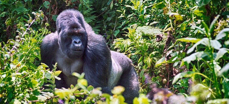  Mountain gorilla, Rwanda  