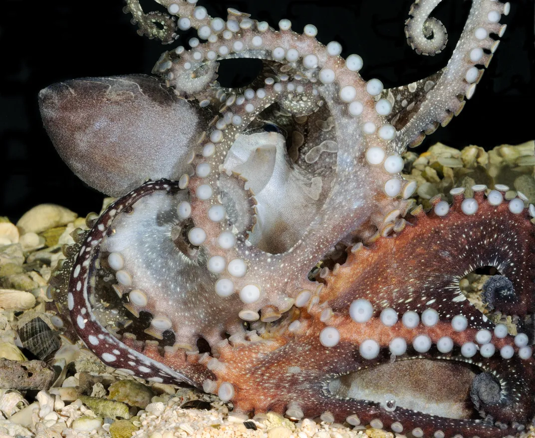 Tropical Octopus Definitely Mates Beak-to-Beak