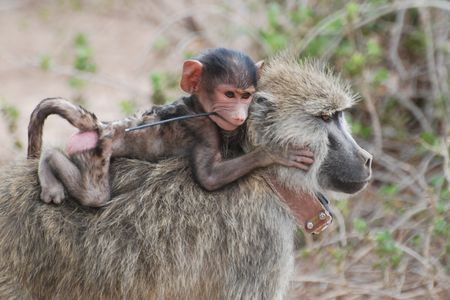 A study of baboons found that have an easy life when young can pay off years into the future.