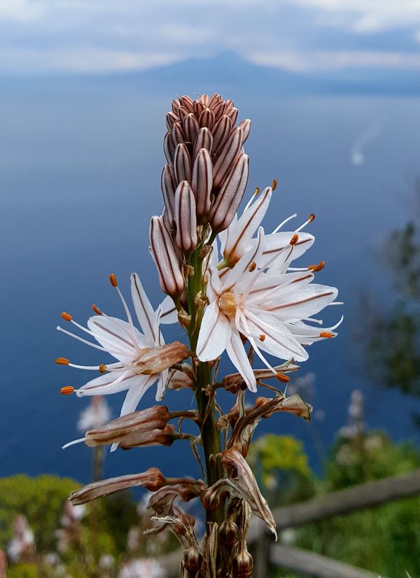 White asphodel overlooking the Bay of Naples and Mt. Vesuvius (Capri, Italy) thumbnail