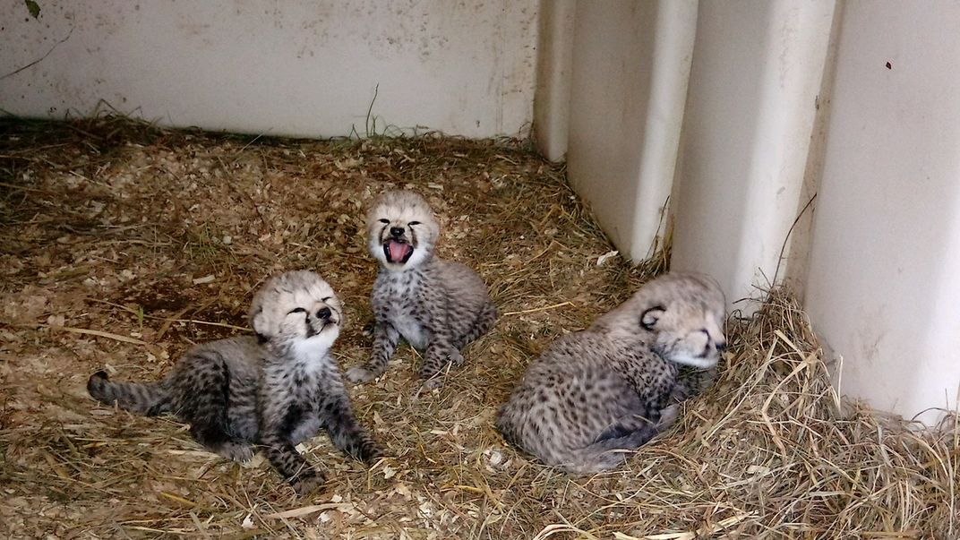 Three cheetah cubs