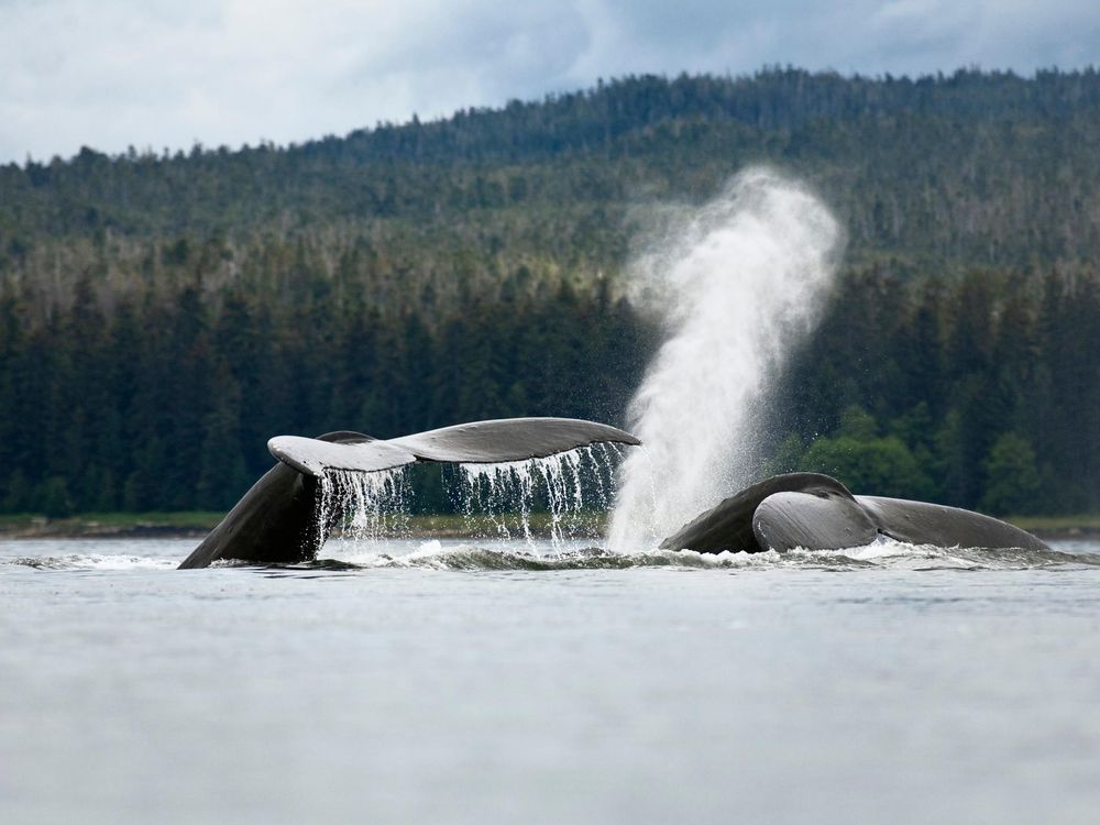 Whale Spout