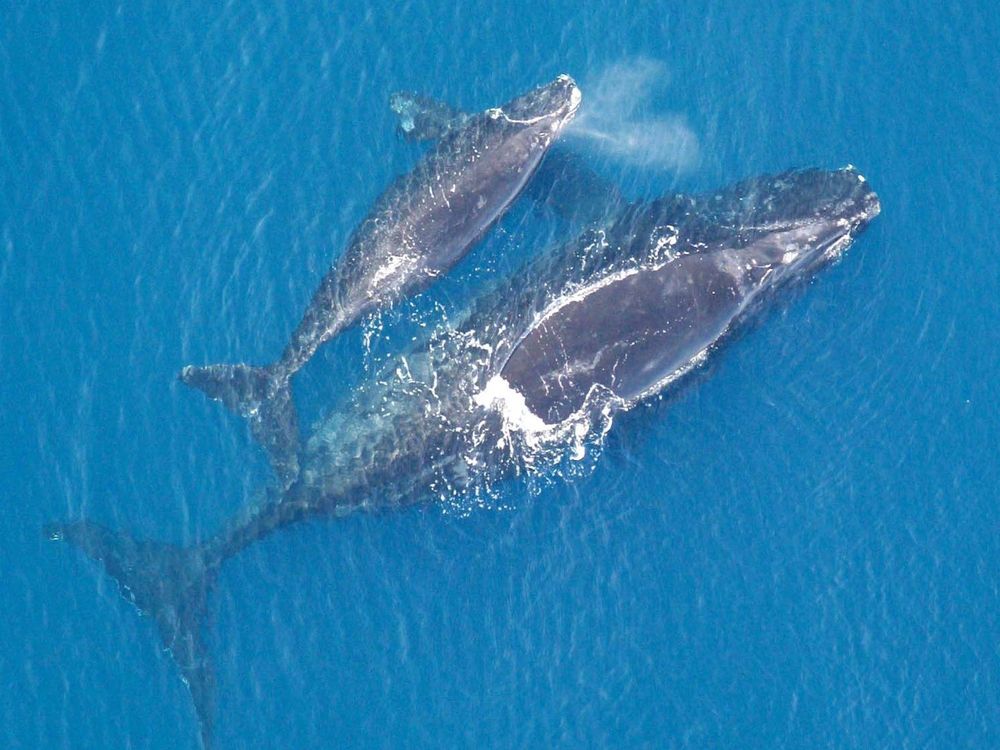 An aerial image of a North Atlantic right whale mother with their calf