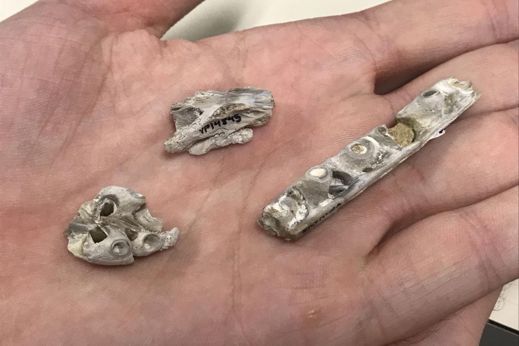 Tylosaurus Bones