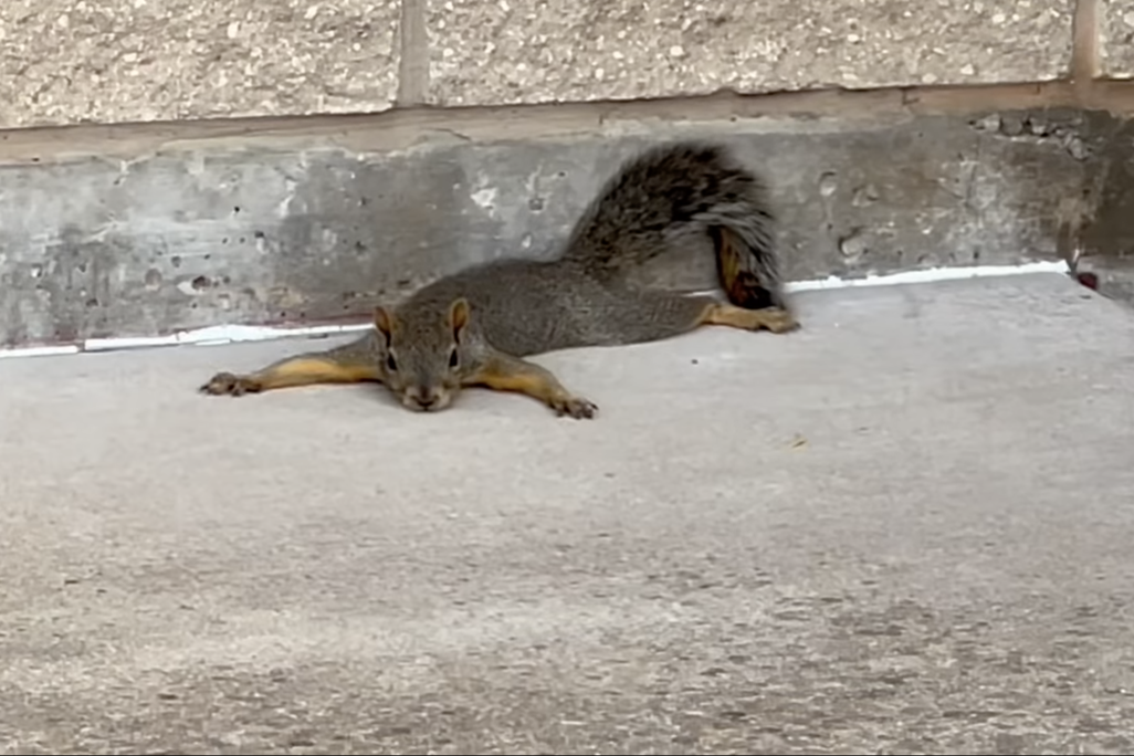 squirrel lies on its stomach on concrete with its limbs outstretched