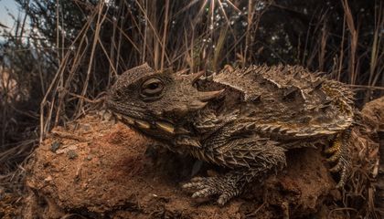 Here’s How the Los Angeles Wildfires Are Affecting Animals, From Fish to Snakes to Birds