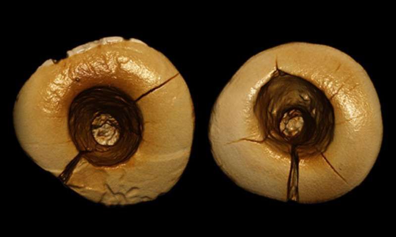 Ancient Cavity