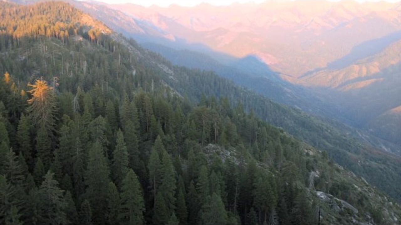Preview thumbnail for A Sequoia Circle of LIfe