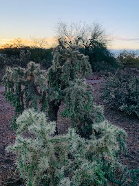 Cactus garden by the Superstition mountains thumbnail