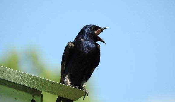 In the eastern part of North America, purple martins rarely use natural nest cavities. Instead, they rely on artificial “condominiums” and groups of plastic gourds hung by bird enthusiasts.