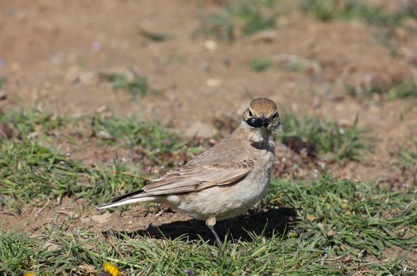 Bird with a black beatle in its beak thumbnail