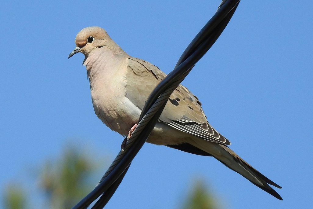 Mourning dove sitting on a wire