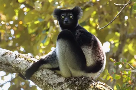 Indri indri, a critically endangered species native to Madagascar, sings shrieking tunes to communicate with their social groups.