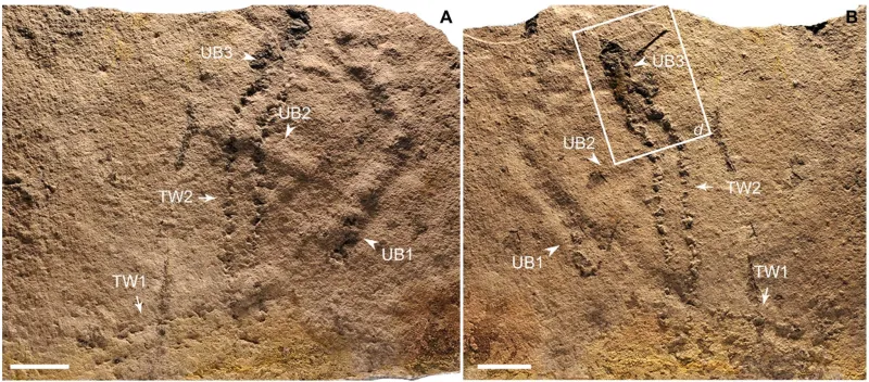Bug Prints