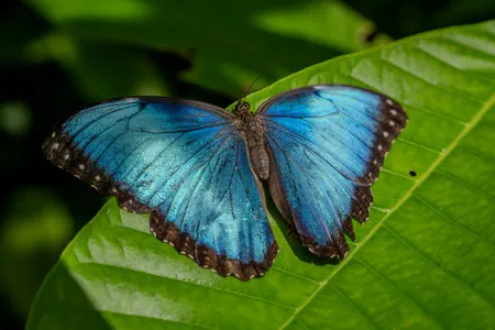 1_A6701600_Morpho butterfly_Connor Evans-Blake copy.jpg