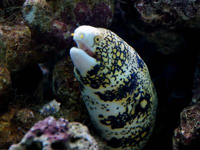 A snowflake moray eel peers out from its hiding spot.