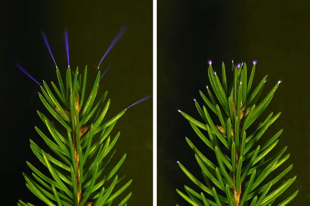 Spruce needles with subtle blue glow against a black background