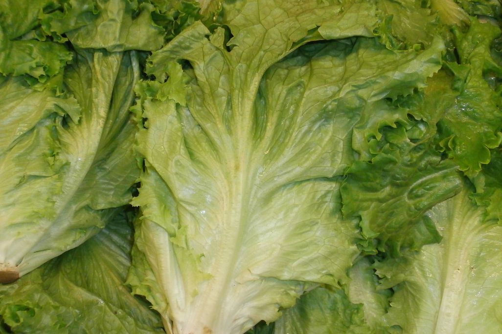 Lettuce_in_a_stack.jpg