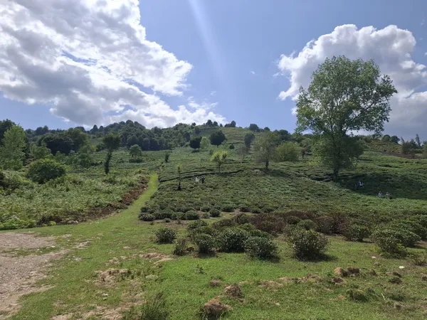 Tea plantation thumbnail