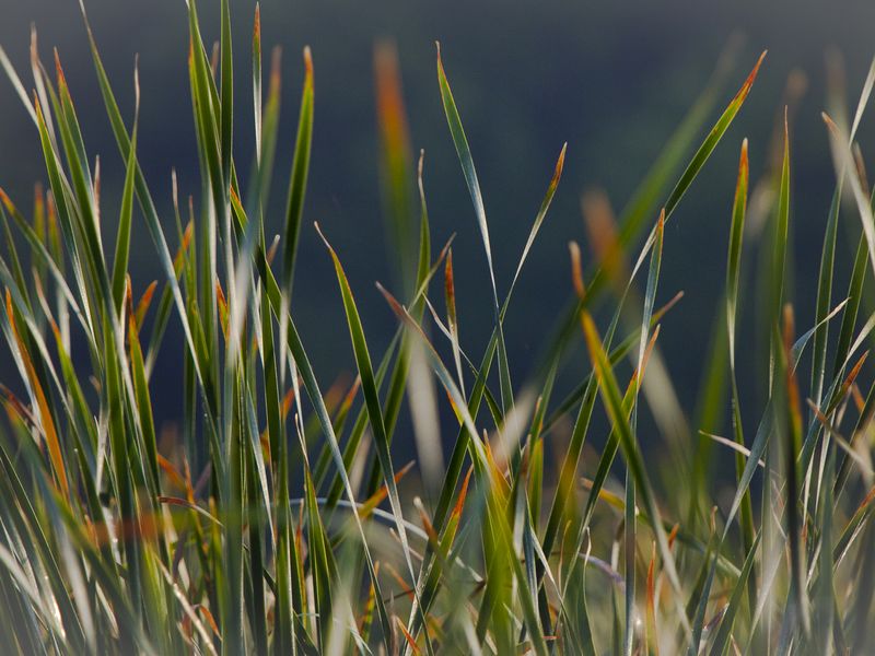 Early morning sunlight reflects against the tall marsh grasses