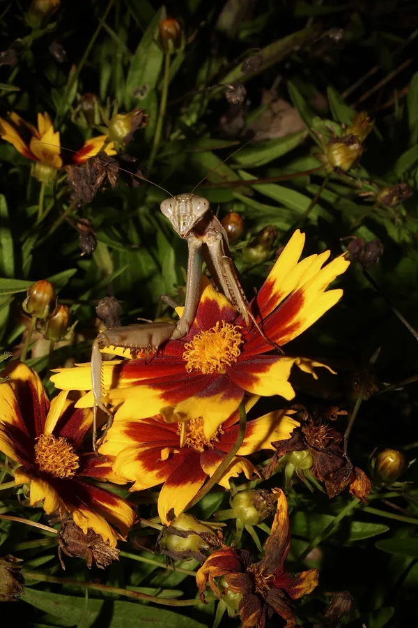 Chinese Mantis praying over a Tickseed Flower thumbnail