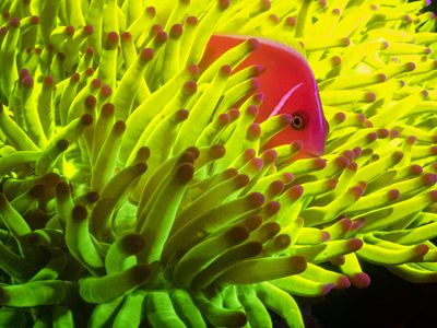 Marine species with fluorescent proteins absorb, transform and reemit light, generating a spectacular display of color in the process. 