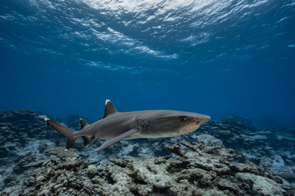 A grey reef shark swims over a coral reef