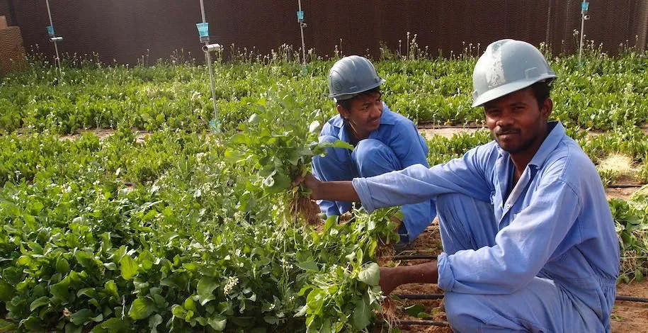 A Norwegian Company is Transforming Deserts Into Farmland