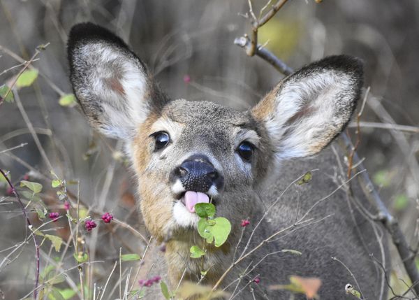 Young deer eating berries thumbnail