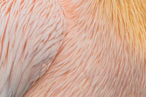 Elegant Feathers thumbnail
