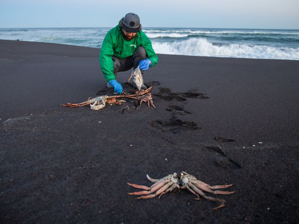 A Greenpeace expert collects samples of an opilio crab washed up at the Khalaktyrsky beach