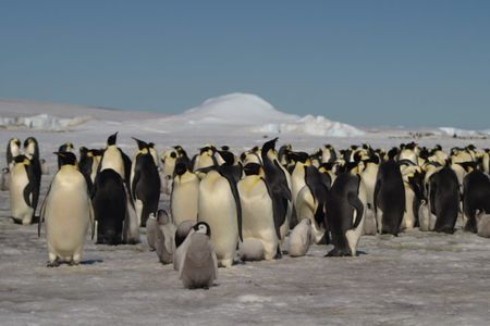 Emperor penguins rely on sea ice to reproduce and, as a result, are vulnerable to global warming.