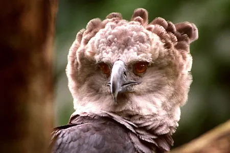 Harpy eagles feed on sloths and monkeys.