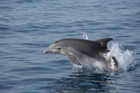 A common bottlenose dolphin swimming off the coast of France.&nbsp;