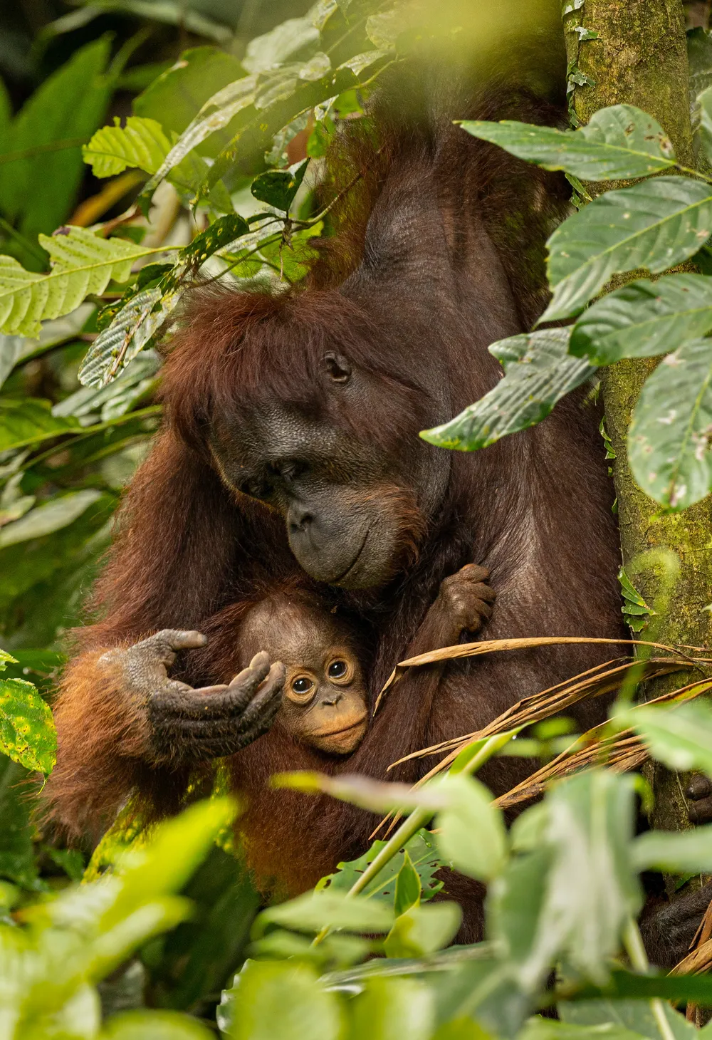 Photographed in Tabin Wildlife Reserve in Sabah, Malaysia, a heartwarming scene unfolds as a mother orangutan engages in playful antics with her adorable young offspring. Mother orangutans are very caring mothers and must tend to all their baby’s needs for the first several years. This moment was even more poignant given their highly endangered status. This image was taken in February of 2023.