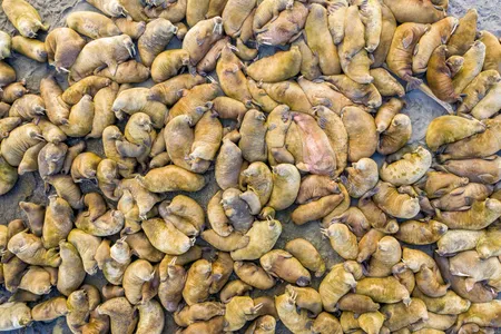 Male Svalbard walruses cluster by the shore. Each weighs an average of about 3,000 pounds and is up to ten feet long.