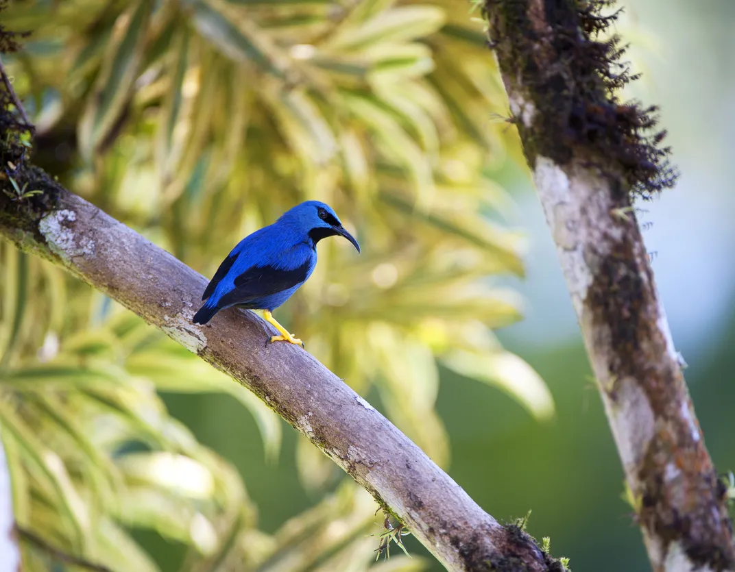 Purple Honeycreeper along the Savegre River