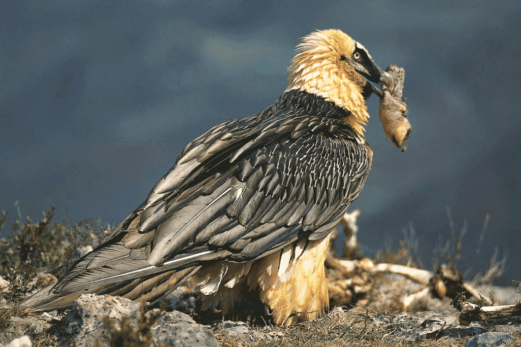 Large bird with something in its mouth