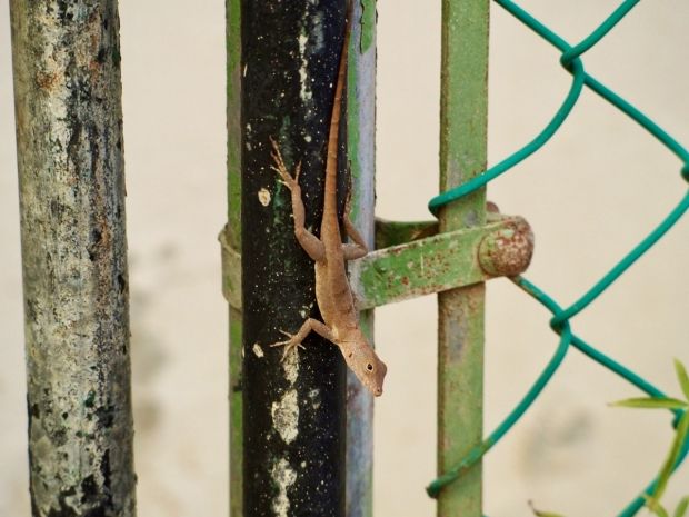 a lizard on a pole