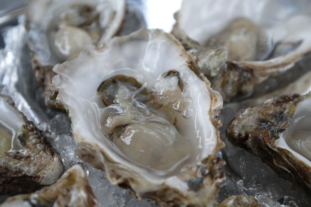 Oysters
