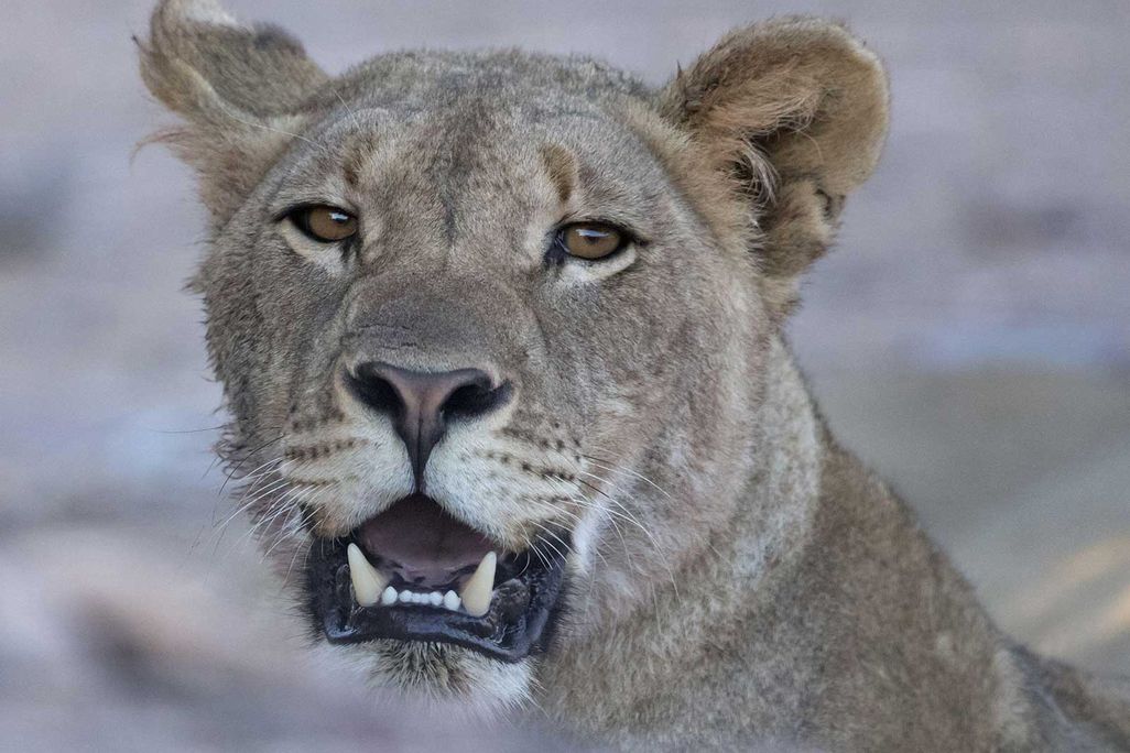Coastal Lion