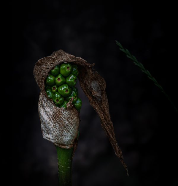Arum italicum and its helmet thumbnail