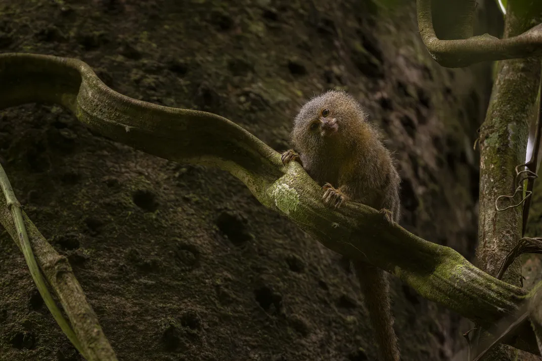 Human contact can be risky for these so-called pocket monkeys. They’re prized as pets, though exporting them from South America is against the law.