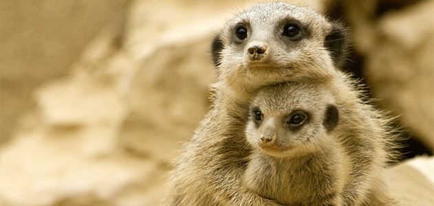 Baby-Murdering Meerkat Alpha Females Enslave Subordinates As Wet Nurses |  Science| Smithsonian Magazine