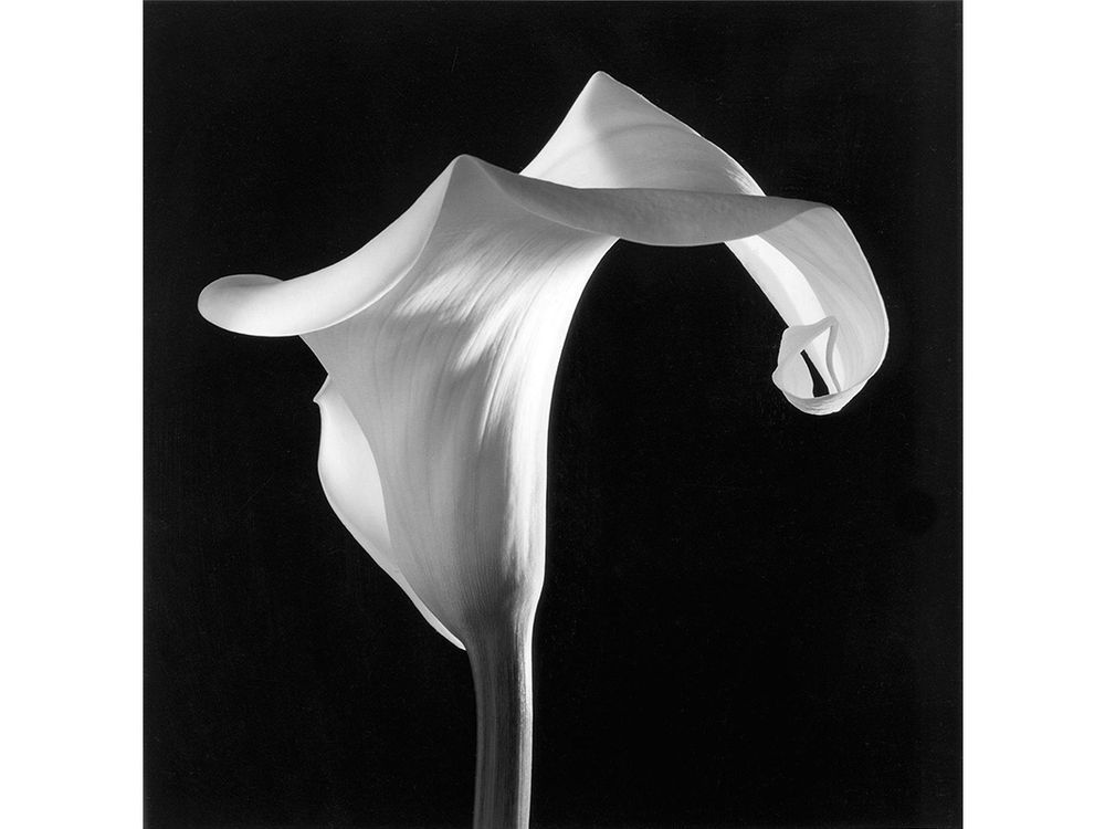 Robert Mapplethorpe Could Make Even Tulips Erotic