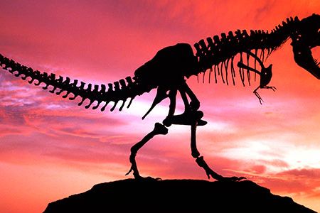 Silhouette of the Tyrannosaurus called Stan. This "tyrant lizard king," was excavated and prepared by the Black Hills Institute.